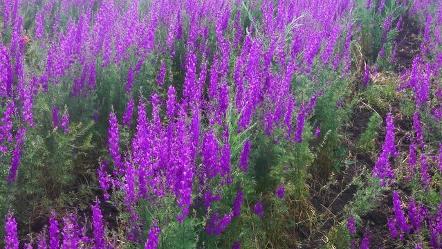 Blue wild field. Secondary steppe on the Kerch peninsula, Crimea overgrown with forking larkspur (Delphinium consolida)