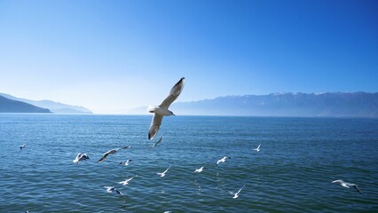 a flock of seagulls flying over a body of water