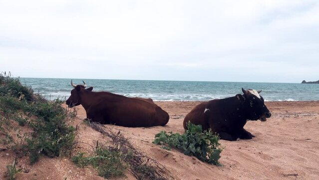 Sea cows chew sea cabbage (crambe) on the shore of the Sea of Azov