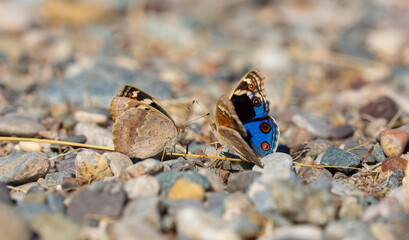 butterfly with fully spread wings, Junonia orithya