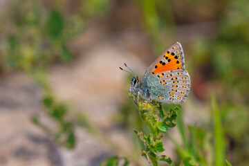 tiny butterfly on green plant, Anatolian Vernal Copper, Tomares nogelii
