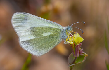 small white butterfly on plant, Eastern Wood White, Leptidea duponcheli