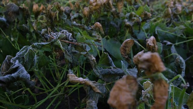 Close up of withering and dying green plants after prolong cold and frost while growing vegetables in back yard organic garden in late fall.