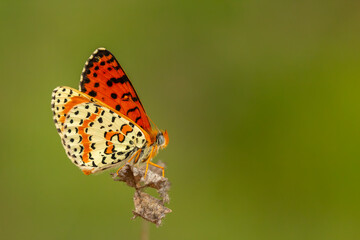 Close up of butterfly Melitaea didyma on plant with green background