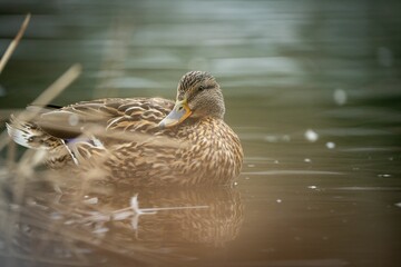 Close-up of a Mallard duck swimming in a tranquil body of water surrounded by tall green reeds