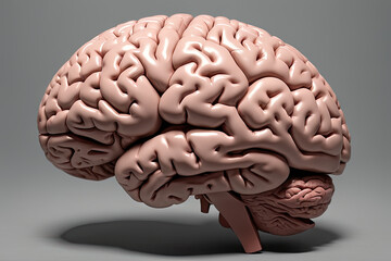 healthy human brain 3d view - obrazy, fototapety, plakaty