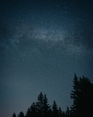 night time landscape of tall evergreen trees silhouetted against a dark sky filled with stars