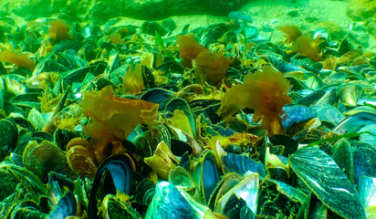 Green, red and brown algae on the seabed (Ulva, Enteromorpha, Ceramium, Cladophora, Porphira), - obrazy, fototapety, plakaty