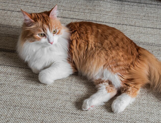 A red-haired beautiful cat lies on the carpet in the living room