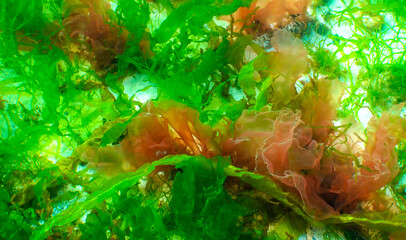 Green, red and brown algae on the seabed (Ulva, Enteromorpha, Ceramium, Cladophora, Porphira),