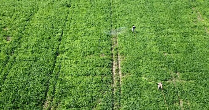 An aerial view of farmers spraying pesticides on a vast wheat field. The field is a patchwork of lush green. The white mist of pesticide drifts away by wind.