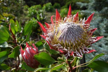 Closeup shot of a blooming king protea flower in a garden
