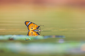 Fototapeta na wymiar Colorfull butterfly in middle of waterhole with reflection in Kruger National park, South Africa