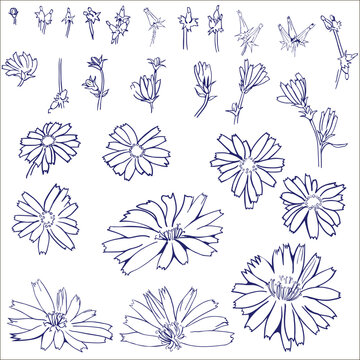 Vector collection set of chicory root flower by hand drawing on white backgrounds.
