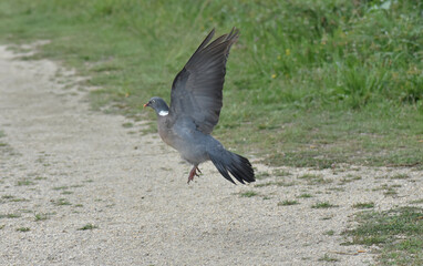 Pigeon taking flight from the ground