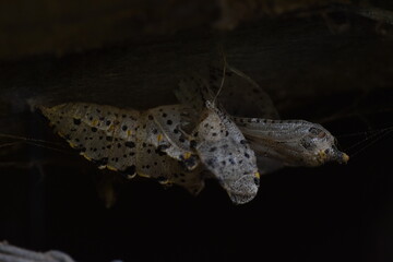 Empty large white butterfly (pieris brassicae) chrysalis