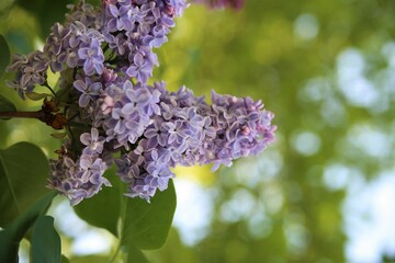 Obraz premium Closeup shot of a vibrant display of purple lilac blossoms adorning a lush green tree.