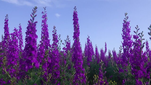 Blue wild field. Secondary steppe on the Kerch peninsula, Crimea overgrown with forking larkspur (Delphinium consolida)