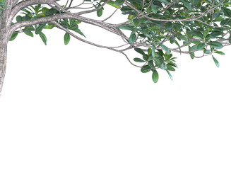 Obraz premium Various types of tree and branch 