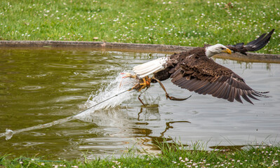 fishing eagle