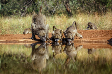 Three Chacma baboon drinking in waterhole in Kruger National park, South Africa ; Specie Papio ursinus family of Cercopithecidae