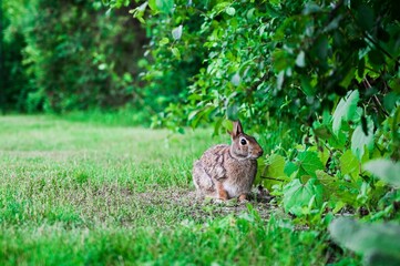 Closeup of a rabbit in a field covered in greenery in the daylight