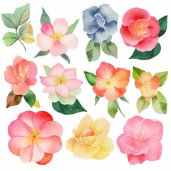 Set of watercolor camellias flowers clipart