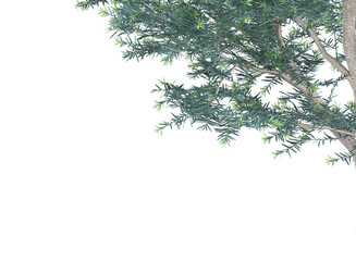 Fototapeta premium branch of a tree