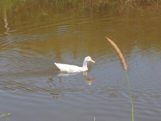 duck white heron in flight