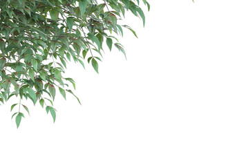Obraz premium tree branch and leaves isolated