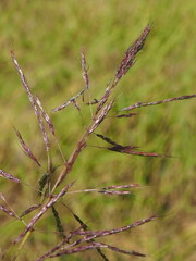 close up of a branch of a tree