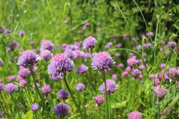 A pink flower of chives, Allium schoenoprasum growing in the garden. Their relatives include the common onions, garlic, shallot, scallion, and Chinese onion, a perennial plant.