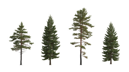 Set of Pinus sylvestris Scotch pine big tall tree and  spruce picea abies and pungens isolated png...