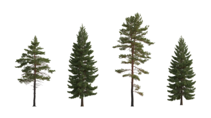 Pinus sylvestris Scotch pine big tall tree and  spruce picea abies and pungens isolated png on a transparent background premium cutout in overcast light Pine Pinaceae pine Baltic Pine fir