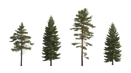 Poster Set of Pinus sylvestris Scotch pine big tall tree and  spruce picea abies and pungens isolated png on a transparent background perfectly cutout in overcast light Pine Pinaceae pine Baltic Pine fir  © Roman