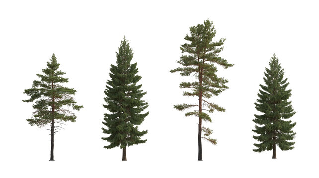 Fototapeta Set of Pinus sylvestris Scotch pine big tall tree and  spruce picea abies and pungens isolated png on a transparent background perfectly cutout in overcast light Pine Pinaceae pine Baltic Pine fir 