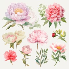 Fototapeta na wymiar Set of watercolor peony flowers on white background clipart