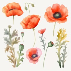 Fototapeta premium Set of watercolor poppies flowers on white background clipart