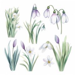 Fototapeta na wymiar Set of watercolor snowdrops flowers on white background clipart 