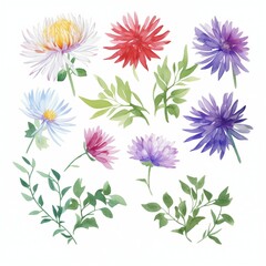 Fototapeta na wymiar Set of watercolor asters flowers clipart
