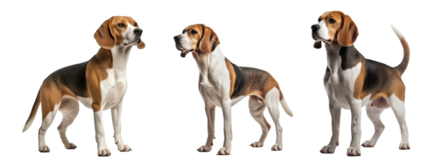 Set of Beagle dog isolated on transparent background. Concept of pet.