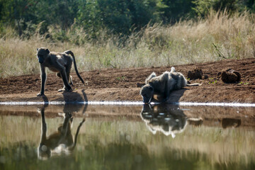 Two Chacma baboon drinking backlit in waterhole in Kruger National park, South Africa ; Specie...