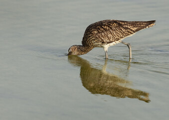 Eurasian curlew feeding at Arad coast of Bahrain