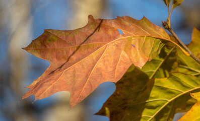 Yellow autumn leaves, autumn landscape.