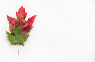 Autumn maple leaves isolated on white background. Flat lay, top view.
