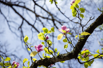 Pink magnolia flowers in bloom, blossom of magnolia in spring, green tree