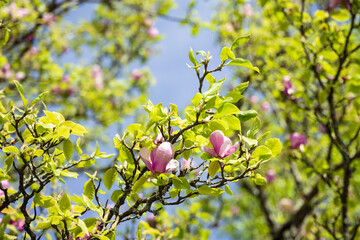 Pink magnolia flowers in bloom, blossom of magnolia in spring, green tree