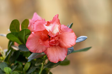 Pink flower azalea