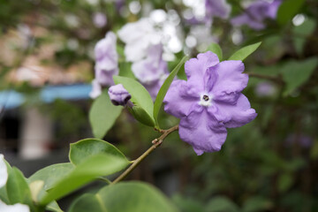 Yesterday-Today-and-Tomorrow ( Brunfelsia latifolia ) flowers. Solanaceae evergreen tropical flower shrub native to South America. Fragrant flowers bloom from April to July.