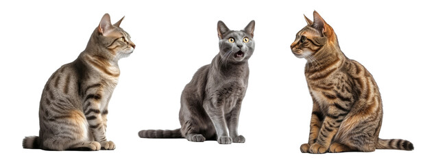 Set of Cat isolated on transparent background. Concept of animals.